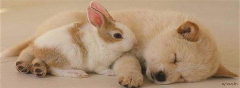 Puppy Rabbits #17 Facebook Cover Images