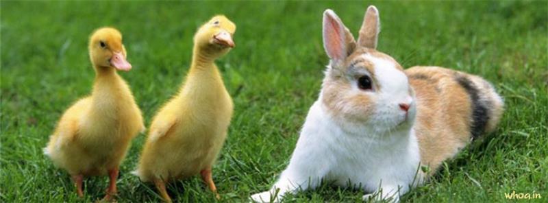 Puppy Rabbits And Ducks #18 Facebook Cover Images