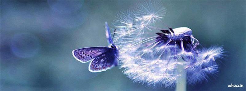 Purple Butterfly Facebook Cover