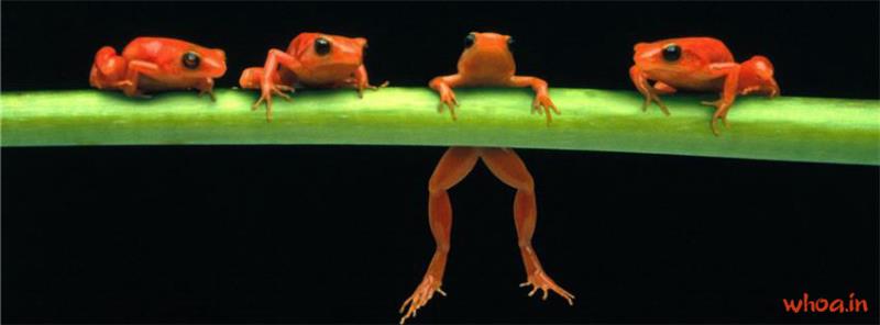 Red Frog Facebook Cover