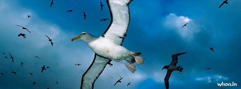 Seagull Custom Facebook Cover