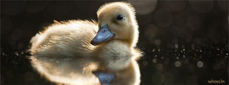 Sweem Baby Duck Facebook Cover