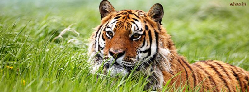 Tiger #4 Facebook Cover Images
