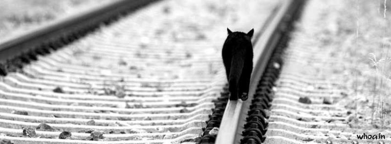 Alone Black Cat Facebook Cover