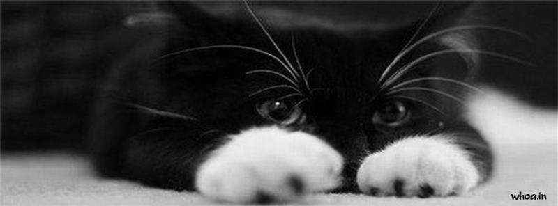 Black Cat Kitten Facebook Cover