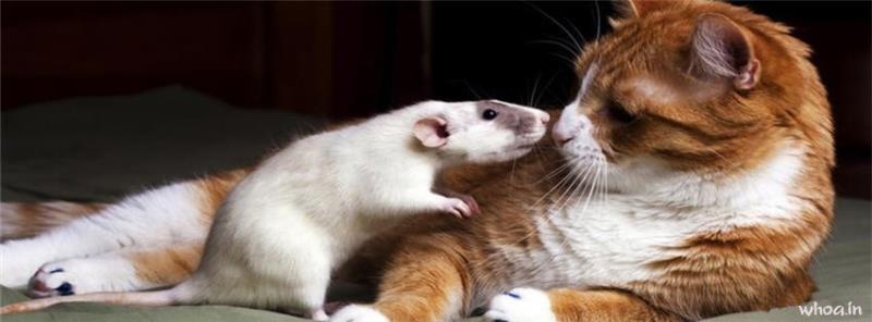 Cat And Rat Kiss Facebook Cover