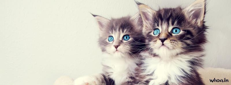 Cat Kittens Facebook Cover #98
