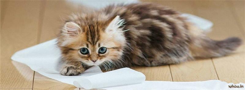 Cute Cat Kitten Facebook Cover #4