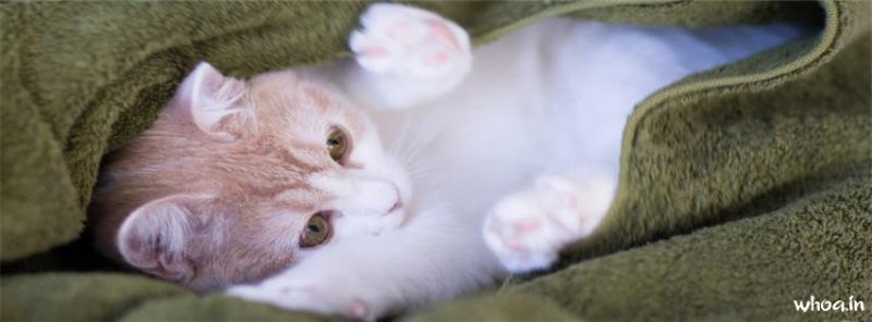 Cutest Cat Kitten Facebook Cover #5