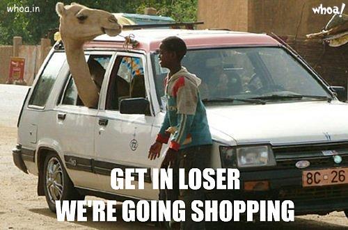 Funny Camal In Car Photo For Facebook Free Download