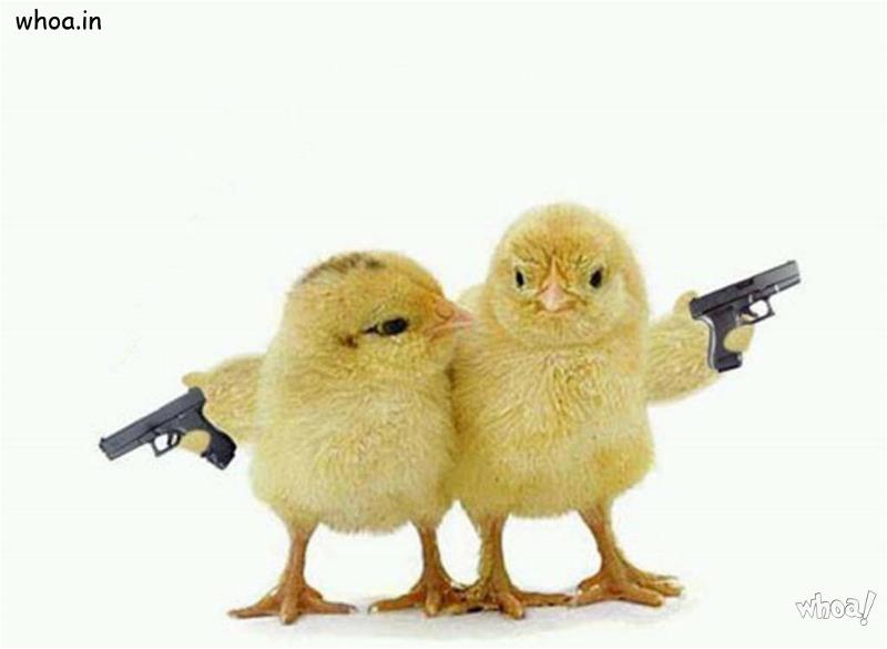 Funny Chicken With Gun Wallpaper