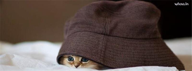 Funny Cute Cat Under The Hat