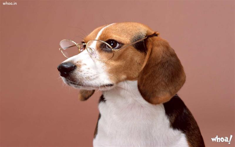Funny Dog In Goggles Image