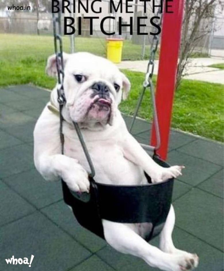 Funny Dog Swing Photo For Facebook Free Download