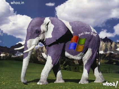 Funny Elephant Desktop Windows For Facebook Fun Free Download