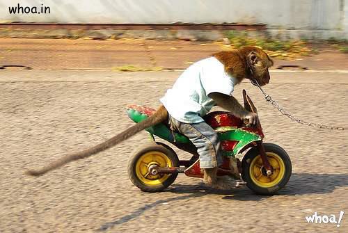 Funny Monkey Ride On The Byke Photo For Facebook Fun Free Download
