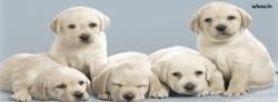 Cute Puppies Facebook Cover