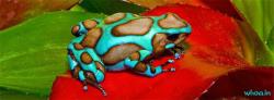 Poison Frog facebook Cover