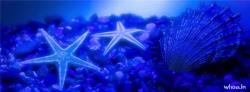 star fish windscreen facebook cover