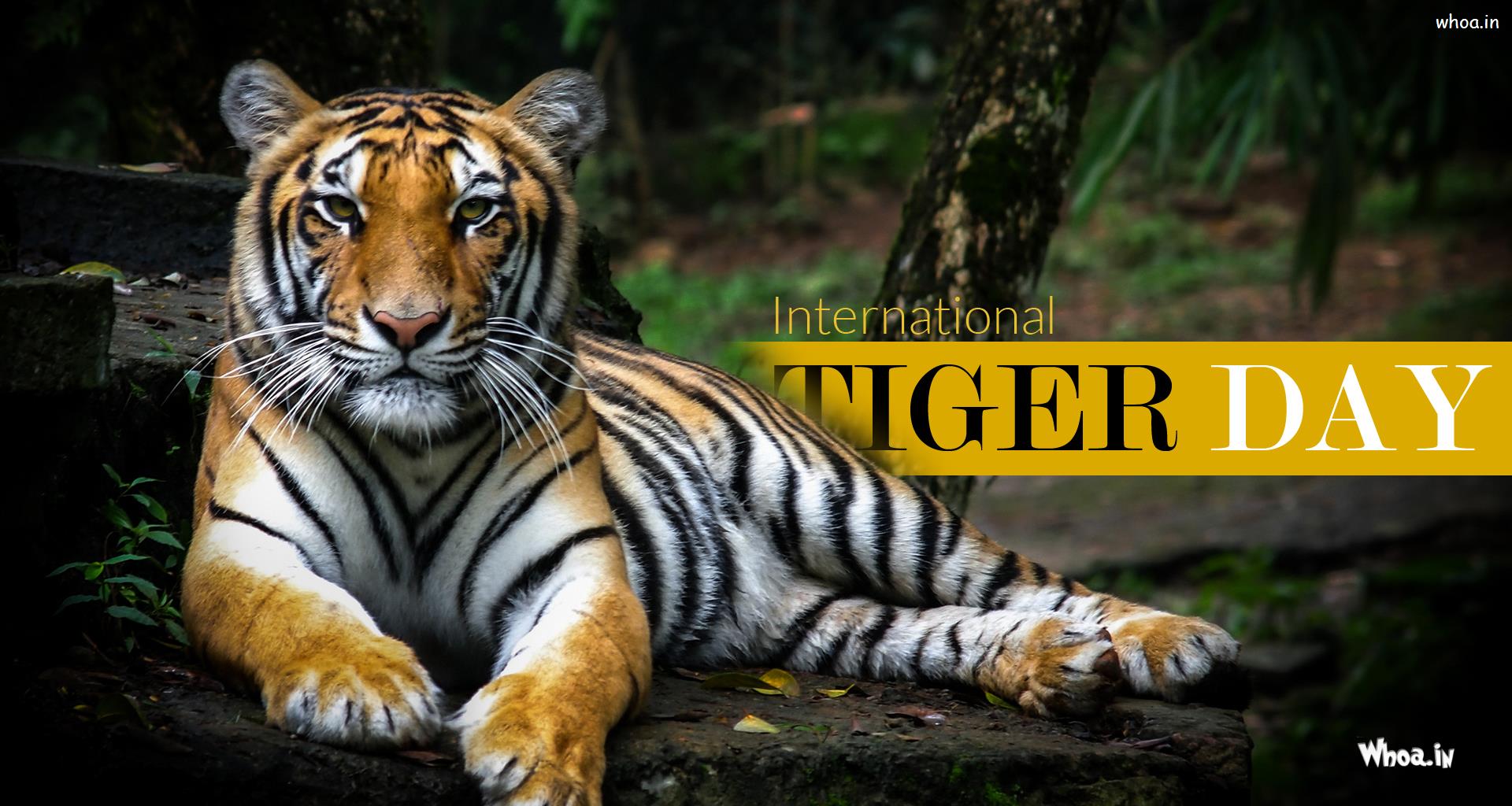The International Animal -Tiger,Happy International Tiger Day