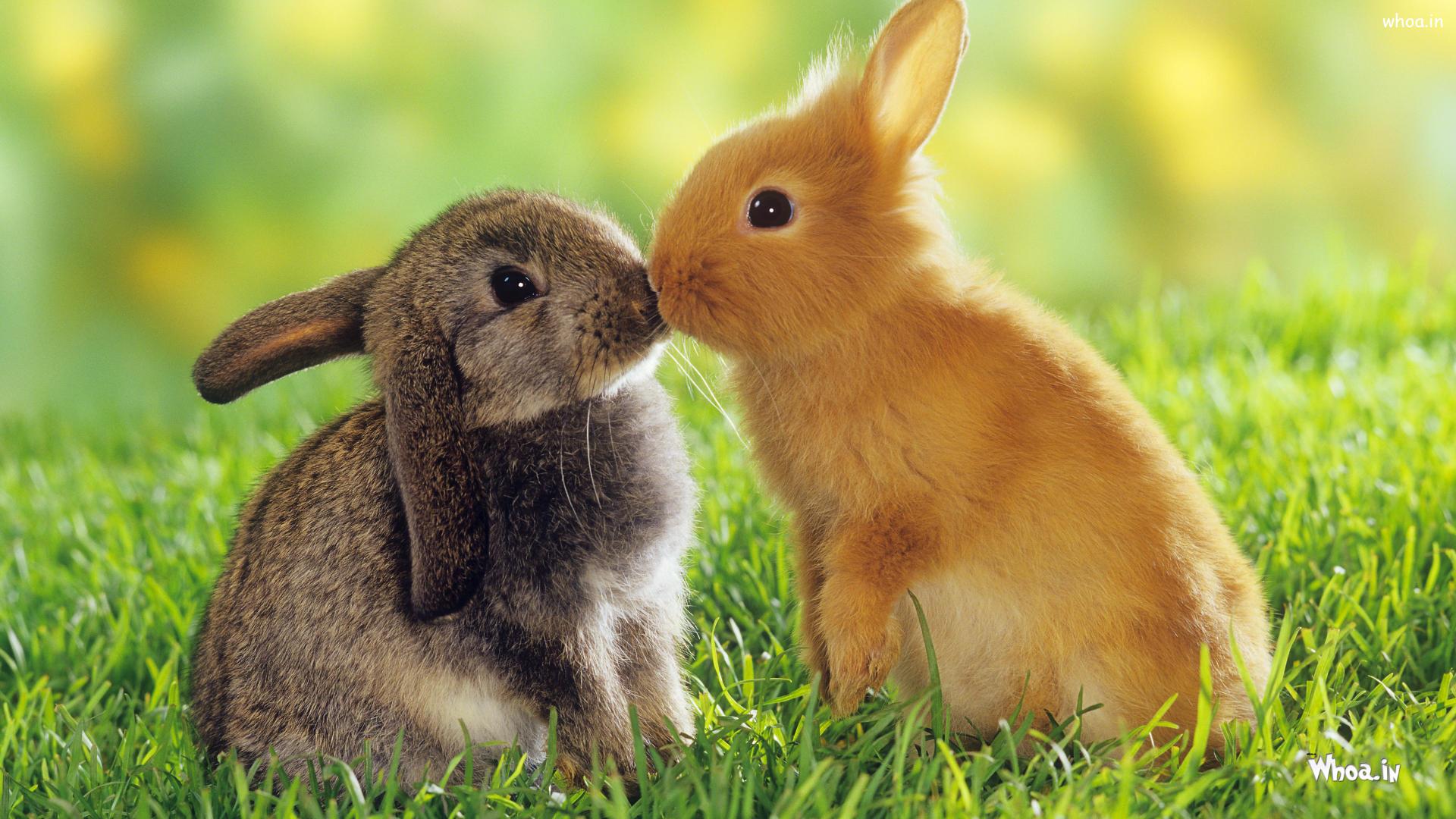 Lovely Cute Awesome Couple Rabbit Images Love HD Wallpaper