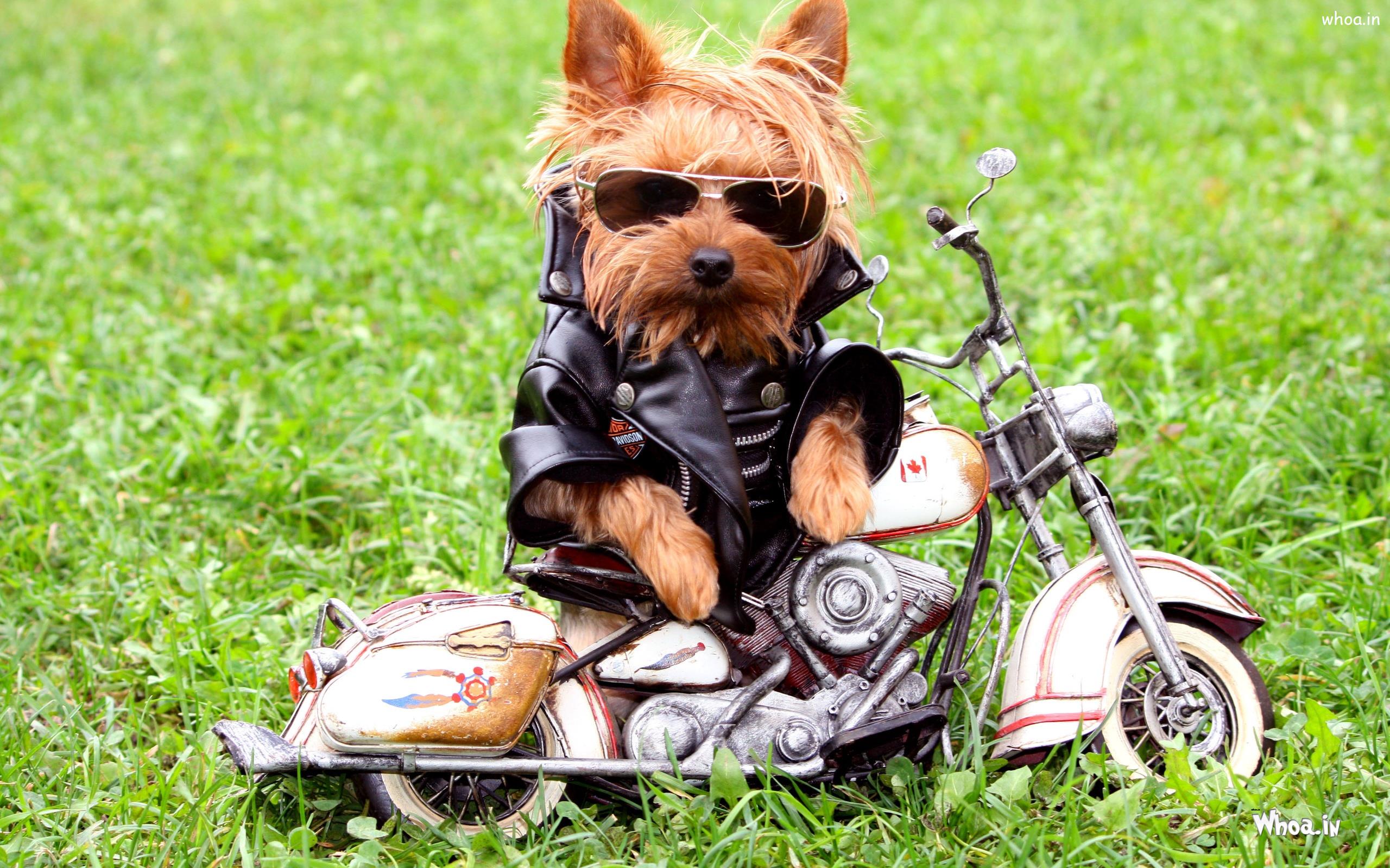Biker Dog With Sunglass HD Funny Wallpaper