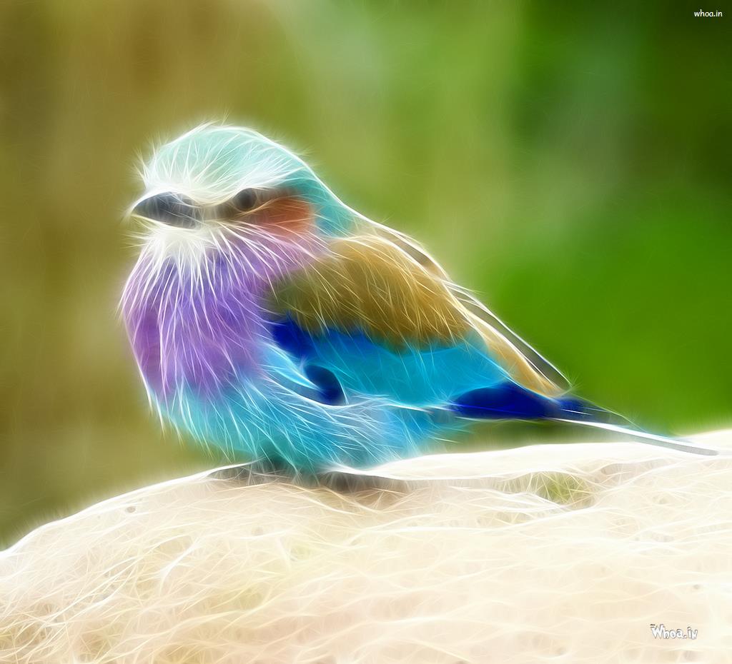 Bird Wallpaper HD Download
