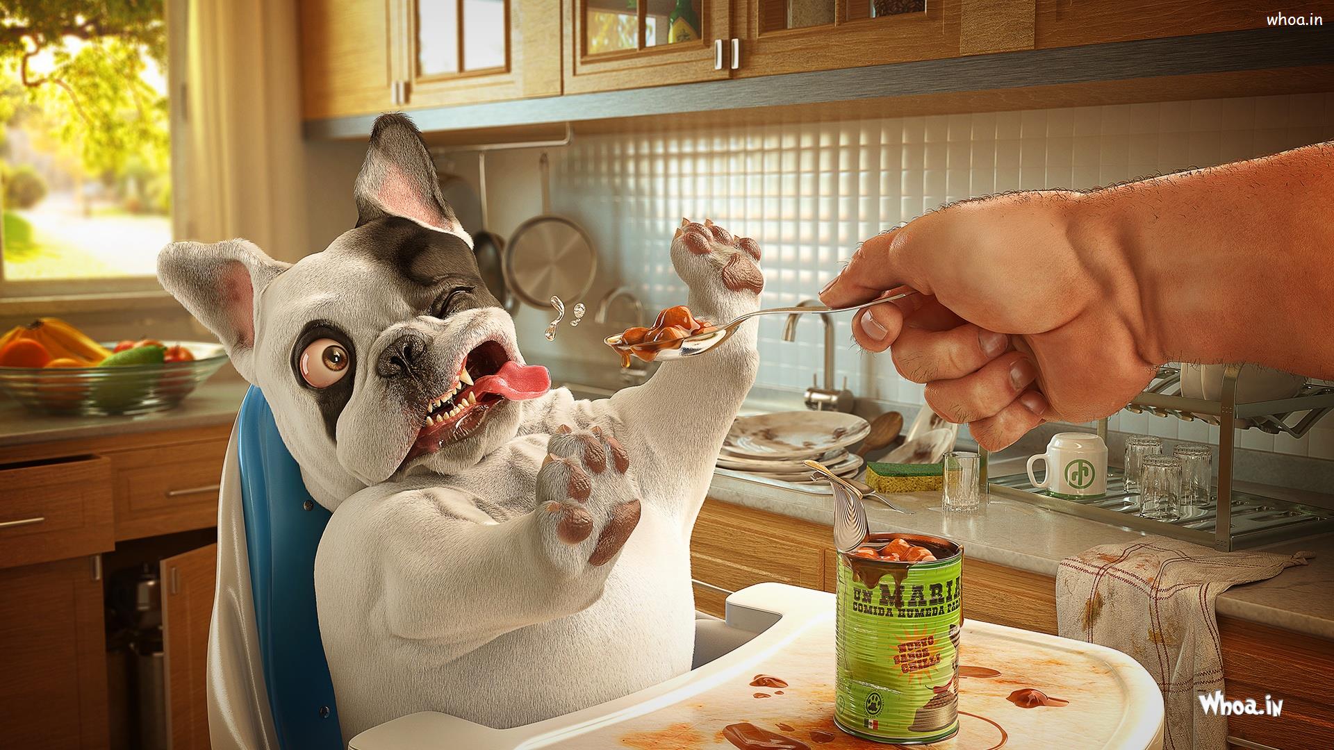 Dog Can't Eat Food With Funny Face HD Wallpaper