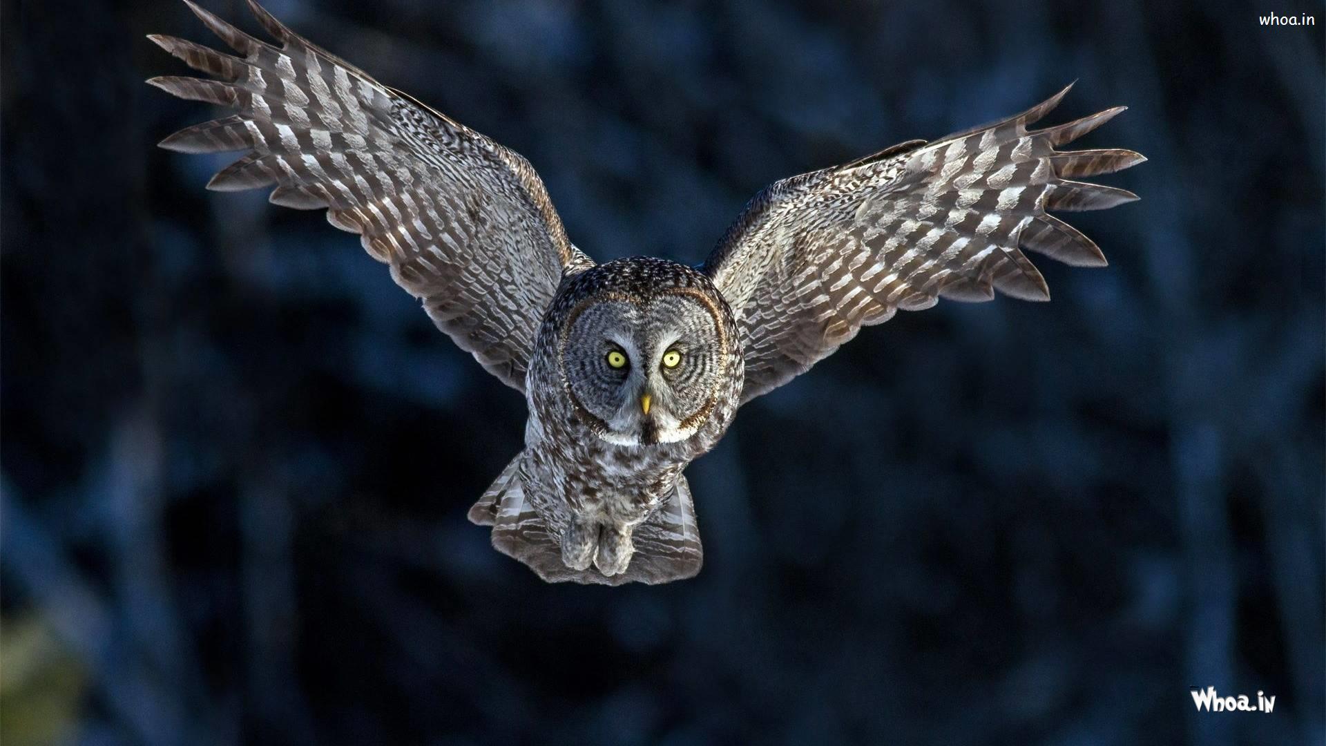 Flying Owl Desktop Background HD Wallpaper