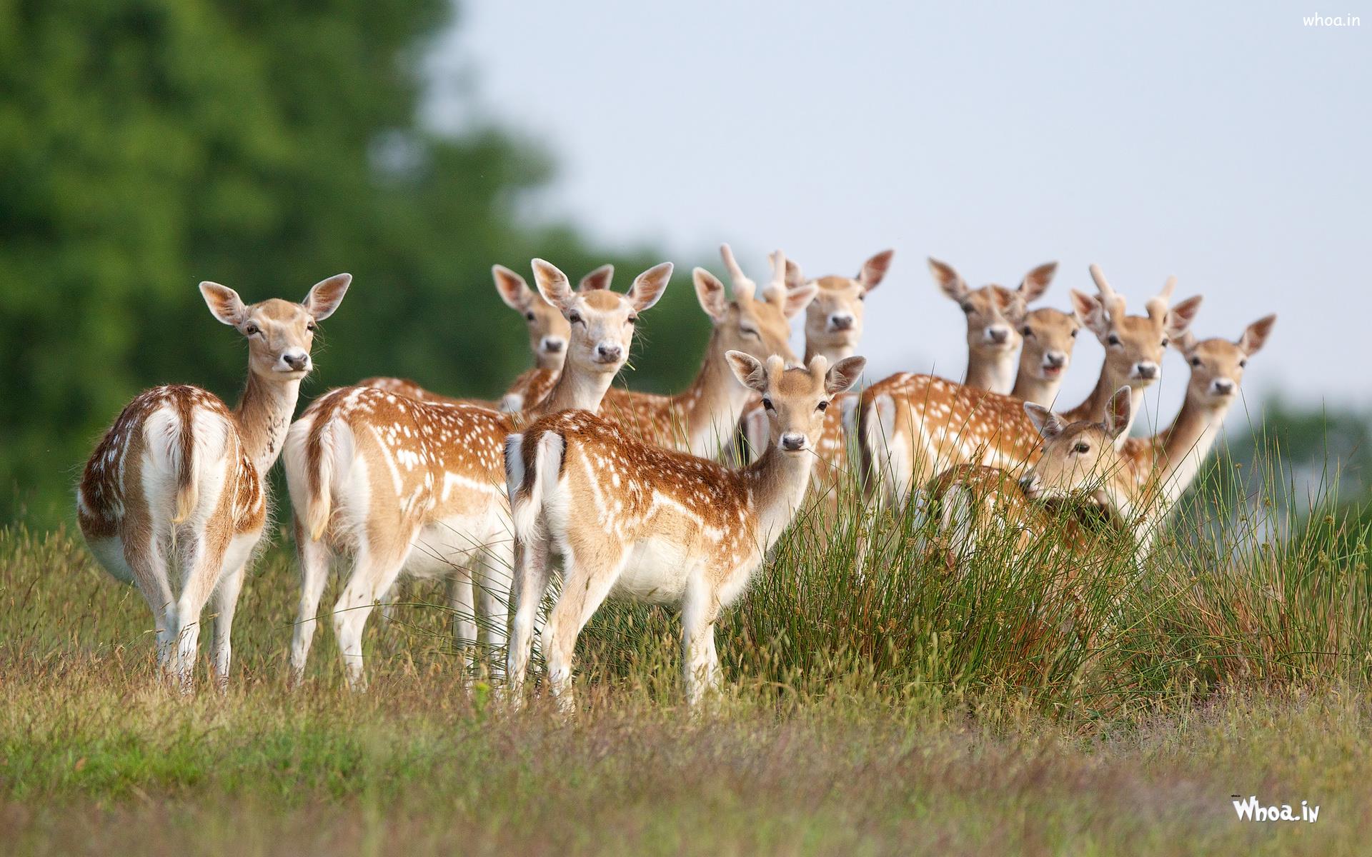 Group Of Deer Desktop Wallpaper