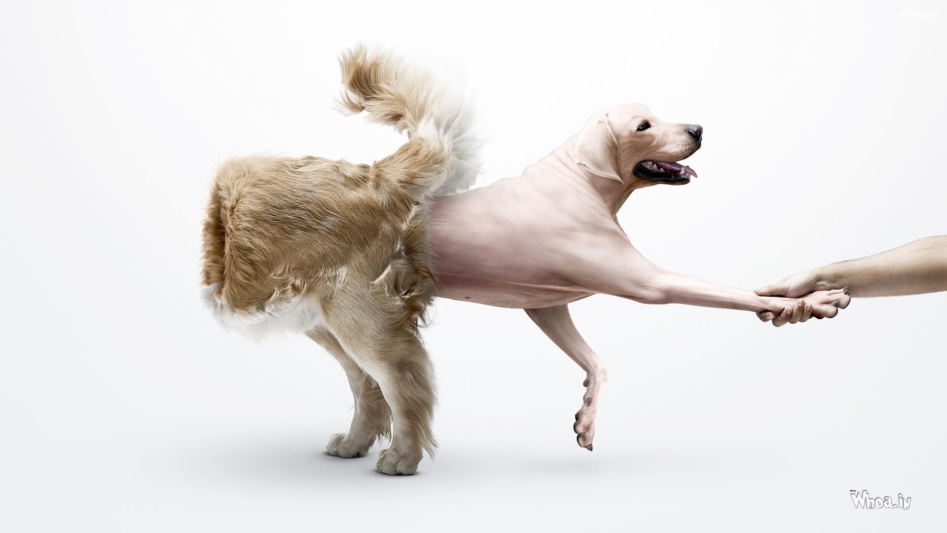 Hairless Dog Funny Amazing HD Animal Fun Wallpaper