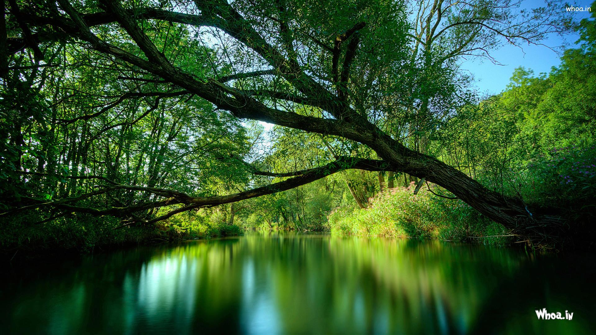 Natural Deep Green Forest With River HD Wallpaper
