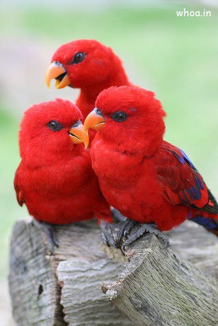 Red Parrot Wallpaper For Mobile