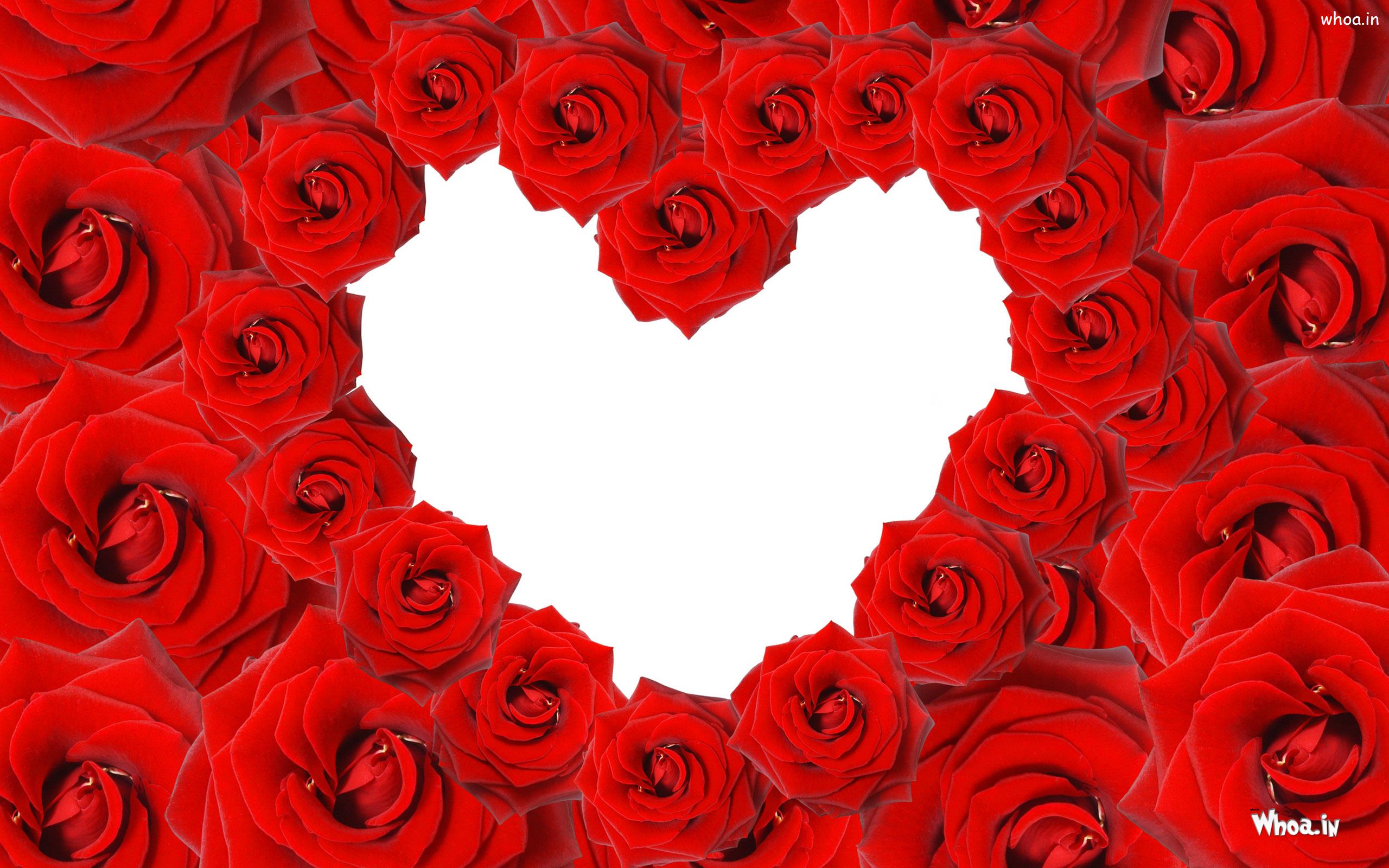 Red Rose Love Design HD Background