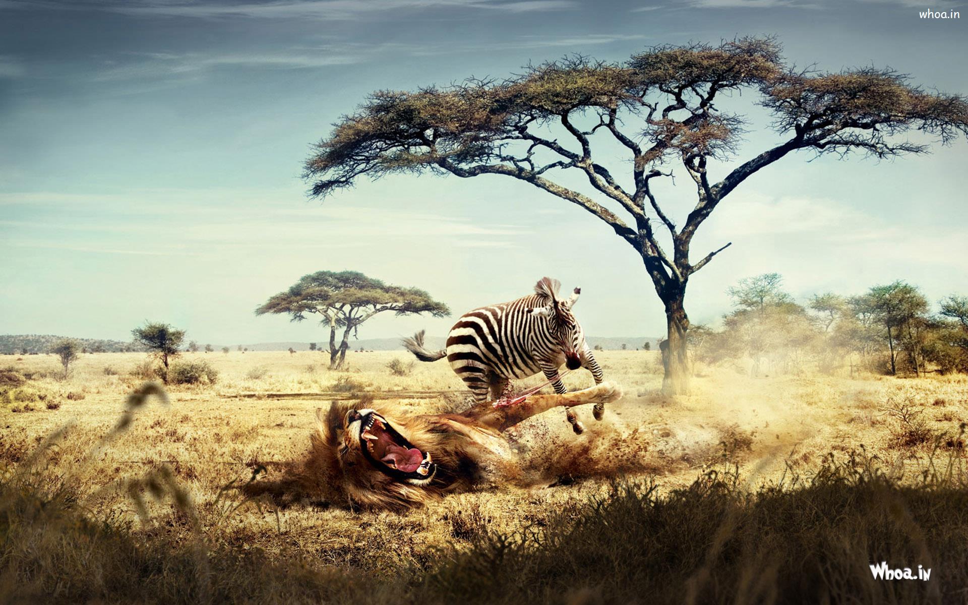 Zebra And Lion Fight HD Animal Wallpaper